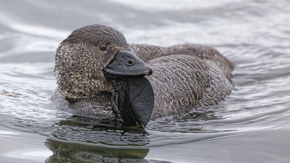 'You bloody fool': An Australian duck that learned to curse like a local