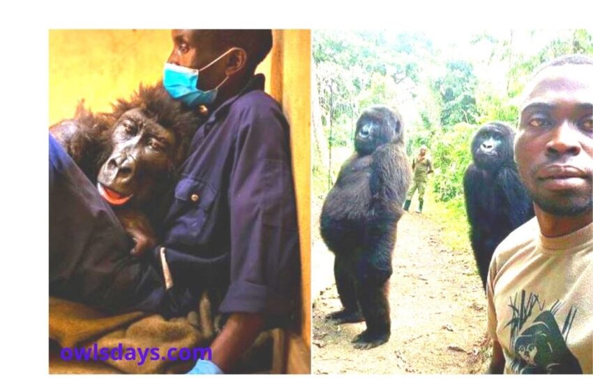 Ndakasi, Mountain Gorilla In Viral Photobomb Selfie, Dies In Her Caretaker's Arms