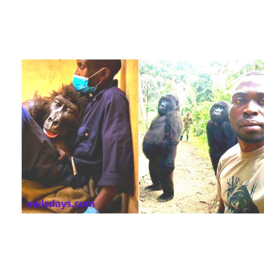 Ndakasi, Mountain Gorilla In Viral Photobomb Selfie, Dies In Her Caretaker's Arms